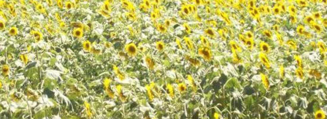 June: Springing Into Summer